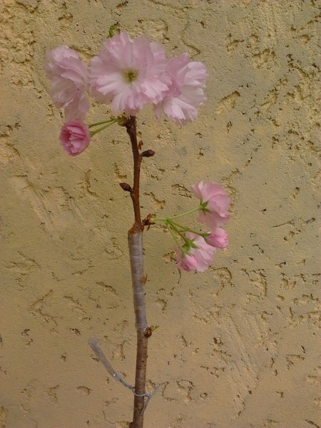 Продам. Сакура (Японская вишня) - <ro>Изображение</ro><ru>Изображение</ru> #1, <ru>Объявление</ru> #1654106