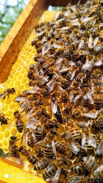 Продаються бджоломатки карпатка, Червеньово - <ro>Изображение</ro><ru>Изображение</ru> #3, <ru>Объявление</ru> #1683604