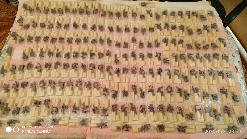 Продаются пчеломатки Карпатка. Бджоломатки - <ro>Изображение</ro><ru>Изображение</ru> #3, <ru>Объявление</ru> #1700621